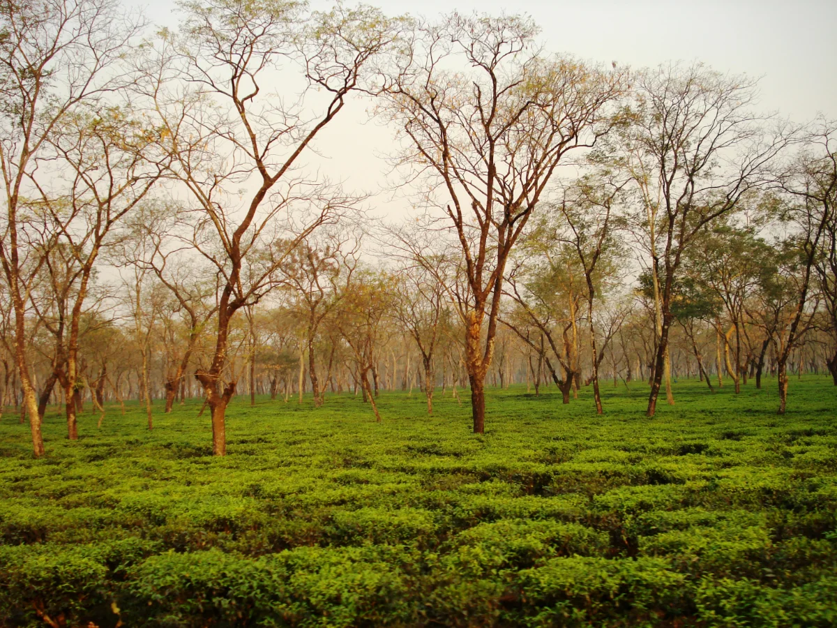 Dooars tea origin